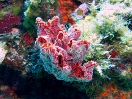 Pink Lumpy Sponge IMG 2990